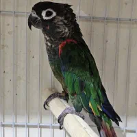 ۲عدد طوطی گرینچیک نر بالغ با تست و ماده پیرلی