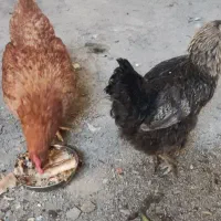 مرغ تخم گذار