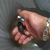 ماهی لوچ دلقک ردلاین کت پوزه|ماهی|قدس, شهرک فرزان|دیوار