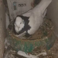 یه‌جقت‌طوق