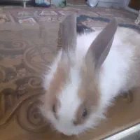 خرگوش|موش و خرگوش|ساوه, |دیوار