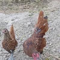 دو جفت مرغ و خروس بالغ مینیاتوری|پرنده|ری, فیروزآبادی|دیوار