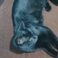 گربه خانگی زیبا|گربه|اردبیل, |دیوار