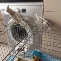 عروس هلندی نروماده|پرنده|اسلام‌شهر, شهرک سعیدیه|دیوار