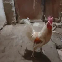 خروس محلی