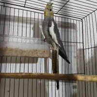 جوجه عروس دونه خور