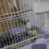 عروس هلندی بالغ