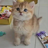 بچه گربه های دلربا مجموعه اصلی|گربه|بندرعباس, |دیوار