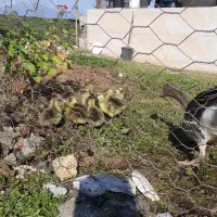 جوجه غاز بچه غاز نمایی