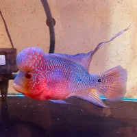 ماهی فلاور|ماهی|شیراز, غدیر جنوبی|دیوار