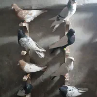 رنگی بیرونی|پرنده|شیراز, حومه شیراز|دیوار