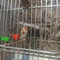 سهره نر|پرنده|تهران, پاسداران|دیوار