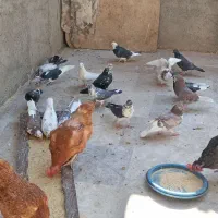 کبوترفروشی