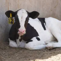 استخدام فوری نگهبان