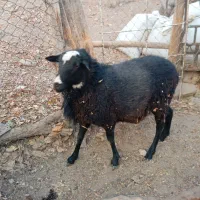 بره قوچ شالرومانف|حیوانات مزرعه|دماوند, گیلاوند|دیوار