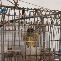 گلبسر|پرنده|بروجرد, |دیوار