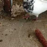 کبوتر طوقی|پرنده|مریوان, |دیوار