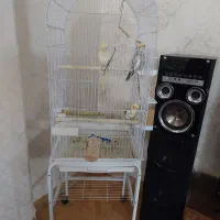 عروس هلندی با قفس