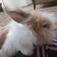 خرگوش لوپ|موش و خرگوش|شوشتر, |دیوار