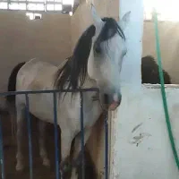 با سلام اسب خیلی خوشتیپ