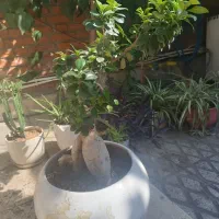 بنسای سالم|گل و گیاه طبیعی|تهران, نظام‌آباد|دیوار