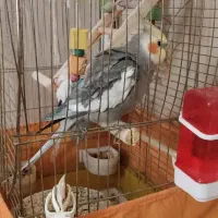 طوطی عروس هلندی