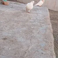 نیاز به پول|پرنده|مزرعه کتول, |دیوار