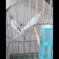 عروس هلندی امرلیددوکت کرم فیس ودوکت البینو ولوتینو|پرنده|بندرعباس, |دیوار