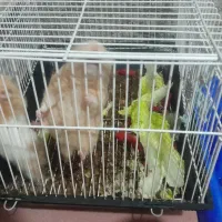 دو عدد همستر بازیگوش|موش و خرگوش|بومهن, |دیوار