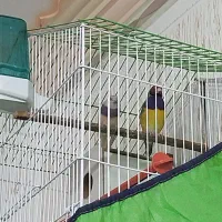 فنچ گلدین|پرنده|سیرجان, |دیوار