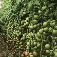 فروش گلخانه|فروش دفتر صنعتی، کشاورزی، تجاری|اشکذر, |دیوار