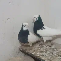 کبوتر|پرنده|اسفراین, |دیوار