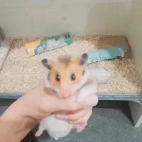 همستر کمپل|موش و خرگوش|اراک, |دیوار