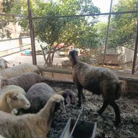 گوسفند نر قوچ|حیوانات مزرعه|آکند, |دیوار