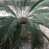 گل و گدان