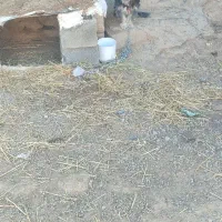 واگزاری سگ ماده پاکوتاه