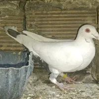 پلاکی دمبی ماده