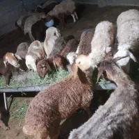 ۱۸راس میش داشتی جوان