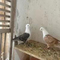 جوجه کلاغ کاکل
