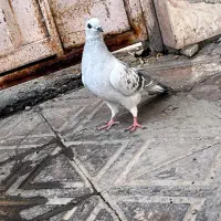 کفتر شامی نذ|پرنده|بم, |دیوار