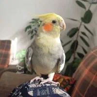 عروس هلندی نر و ماده