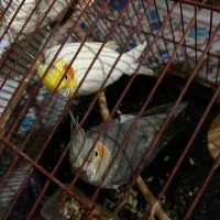 جفت عروس هلندی