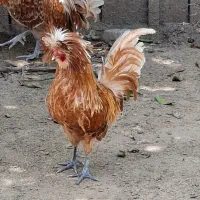 خروس لهستانی گلین و پرپا فروش یا معاوضه