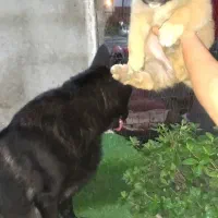 واگذاری توله ژرمن شیپرد شولاین|سگ|رشت, کاکتوس|دیوار