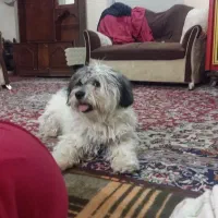 واگذاری شیتزو