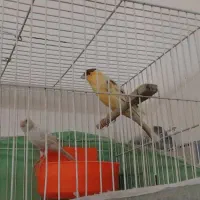 قناری نر و ماده