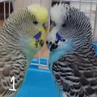 مرغ عشق انگلیسی گرید B و C