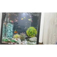 ماهی و اکواریوم