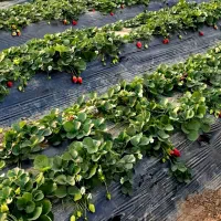 روکش مالچ پلاست کشاورزی عرض 110 سانتیمتر