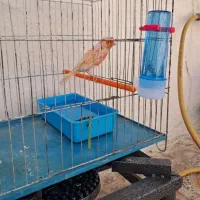 قناری نر پرتغالی|پرنده|بهار, |دیوار